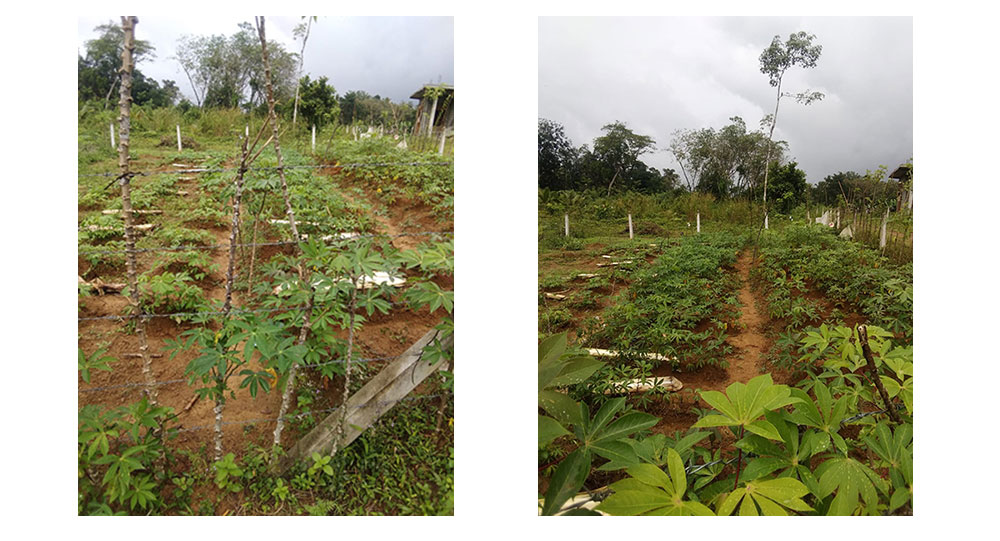 Land for sale in Horana,Buy Land, House in Sri Lanka, Sell your property, Property management company in Sri Lanka.