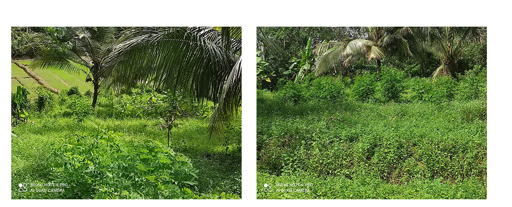 Land for sale in Horana,Buy Land, House in Sri Lanka, Sell your property, Property management company in Sri Lanka.